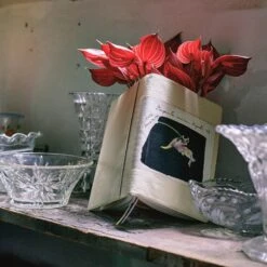 Hobonichi 2024 A5 Planner Cover [Tomitaro Makino: Koshinso] -Stationery Sale Store slide 04 31